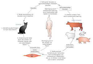 Toxoplasmeninfektion